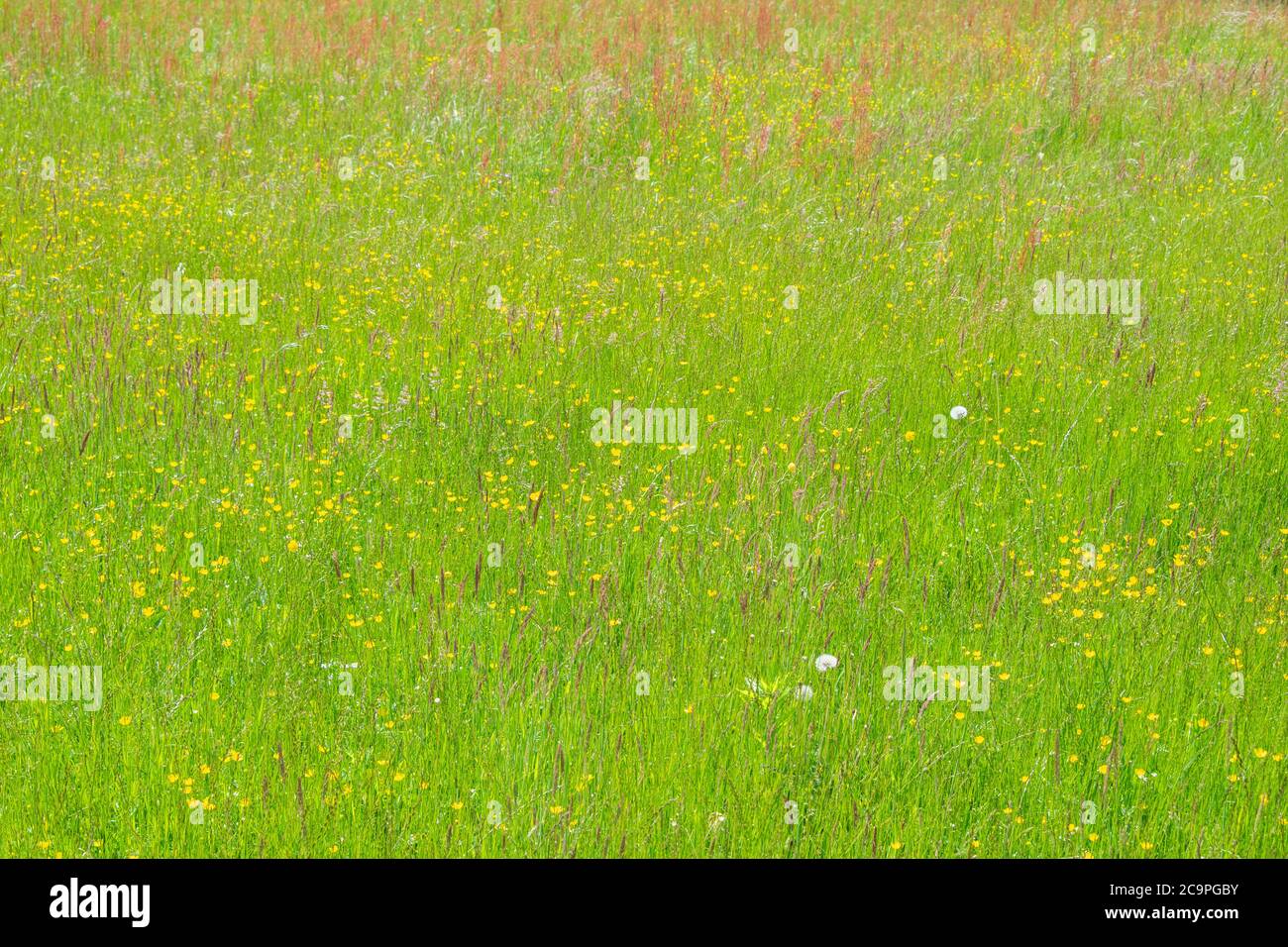 Summer meadow with lots of different blooming wild flowers Stock Photo ...