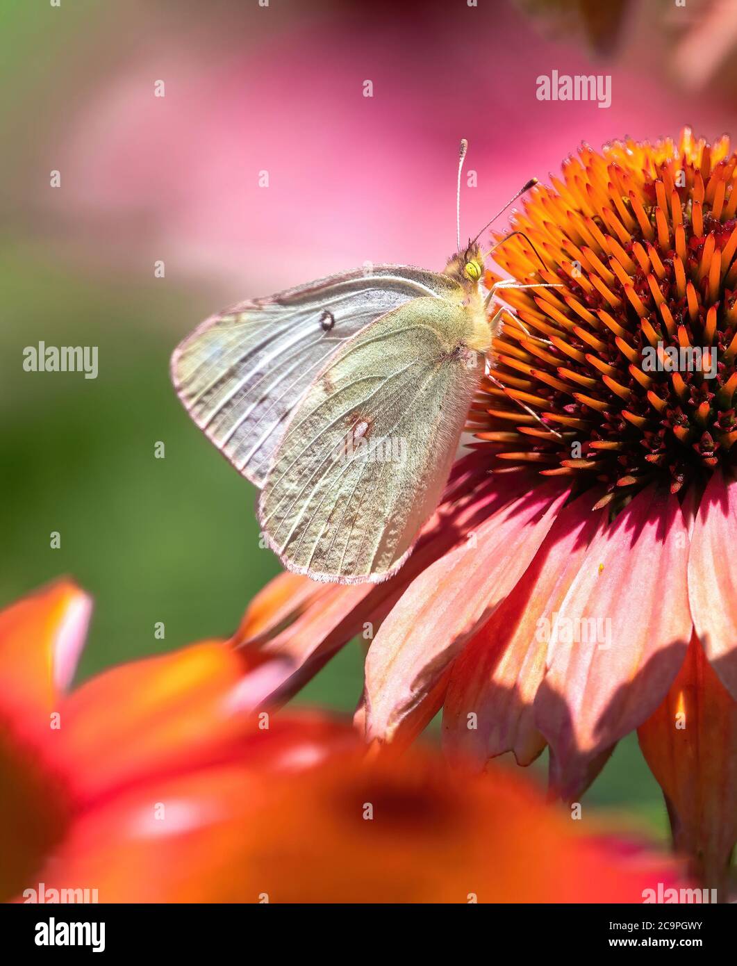 Orange sulphur white phase hi-res stock photography and images - Alamy