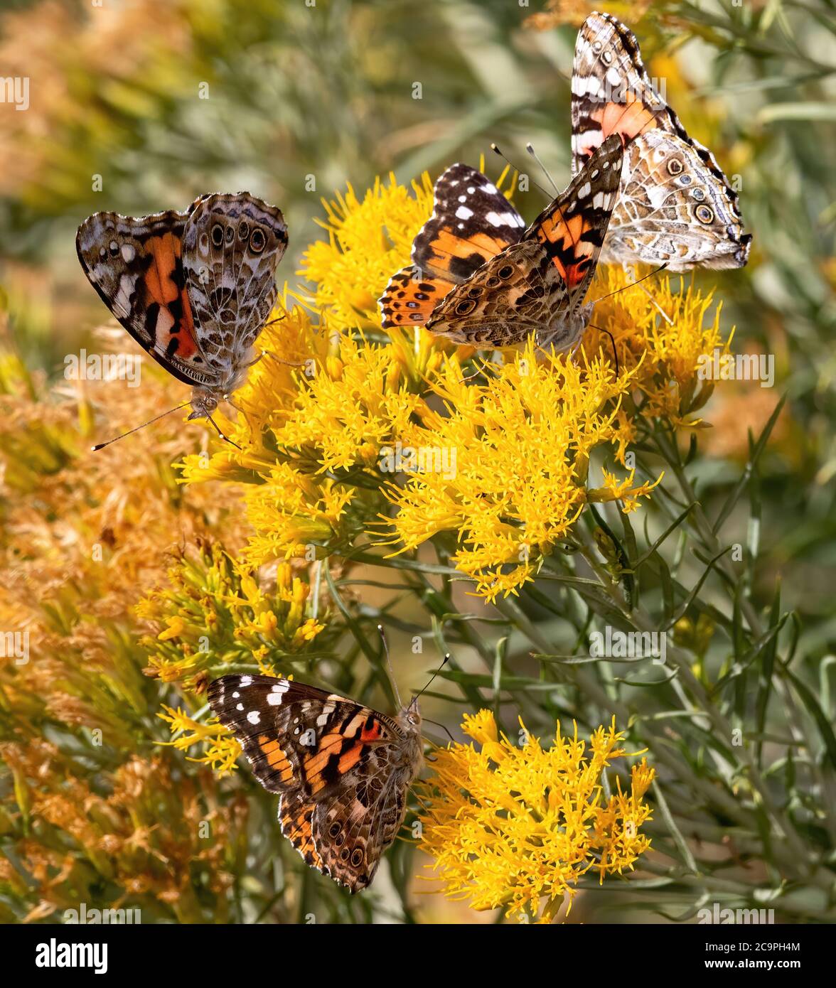 A group of Painted Lady Butterflies feeding on a rabbitbrush plant during a big migration event through Colorado. Stock Photo