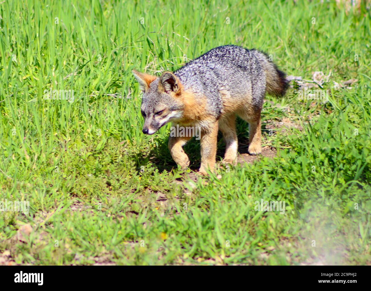 Channel Island Fox Stock Photo Alamy