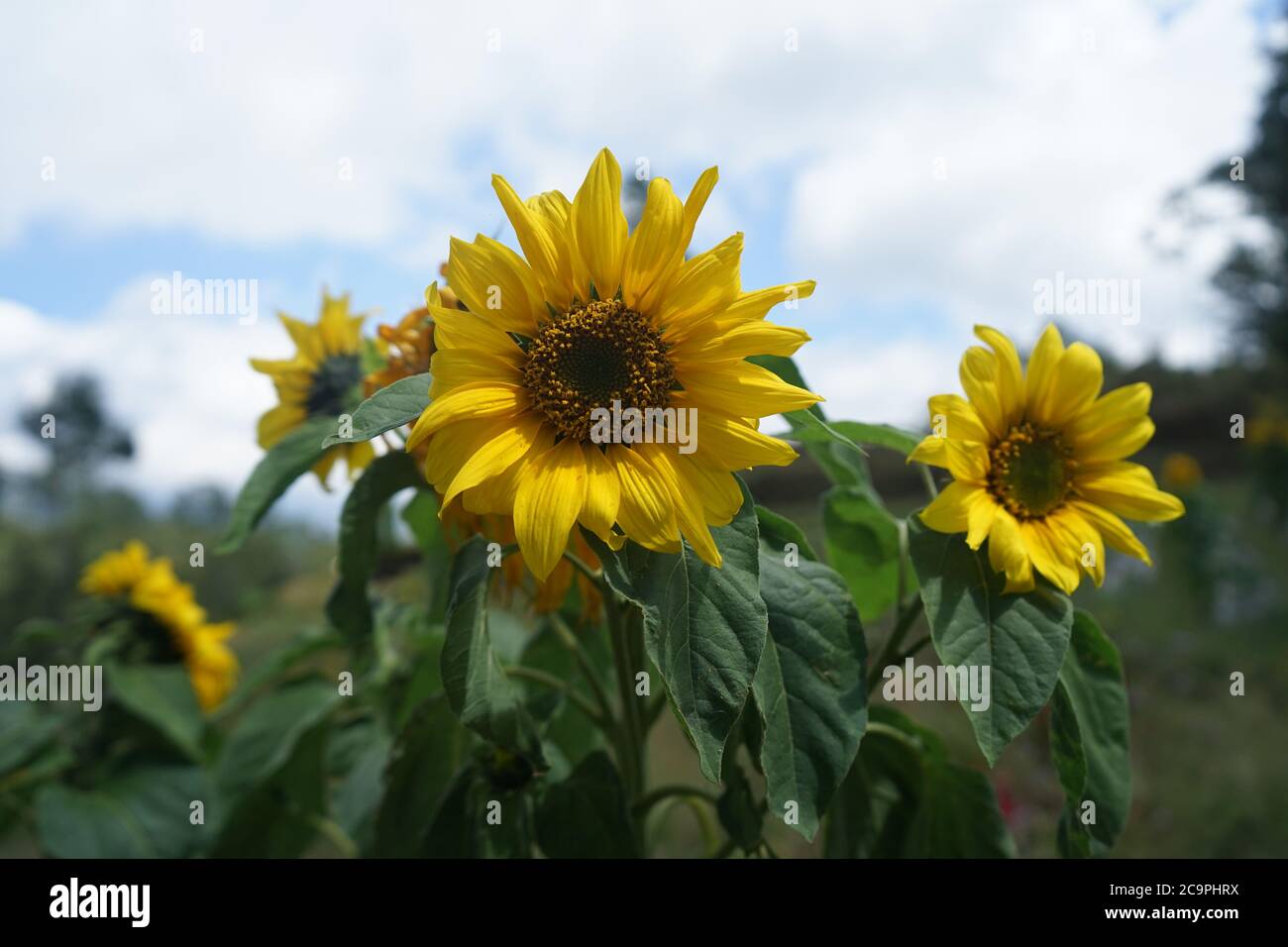 Summer sunflowers are in bloom Stock Photo Alamy