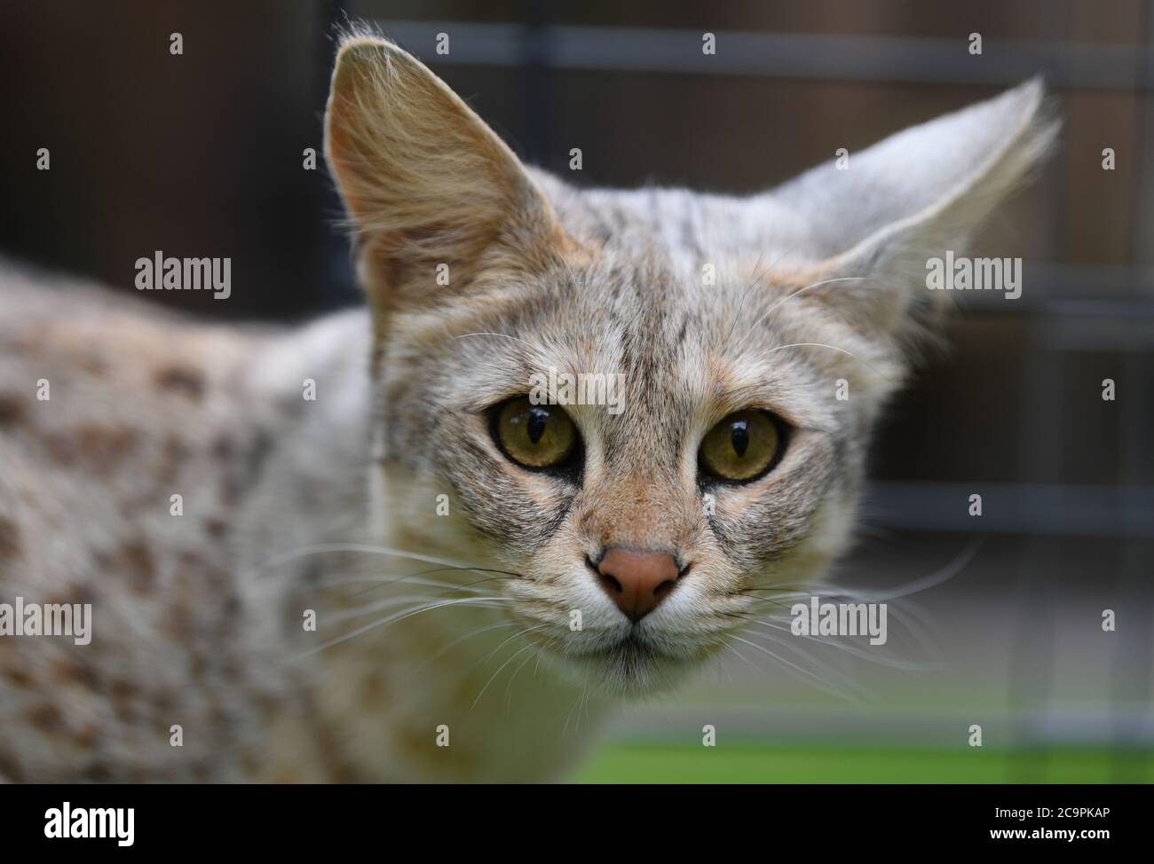 Fernwald Germany 10th July 2020 Savannah F1 Cat Nala Of The Breeder Sabine Haus And Angelo