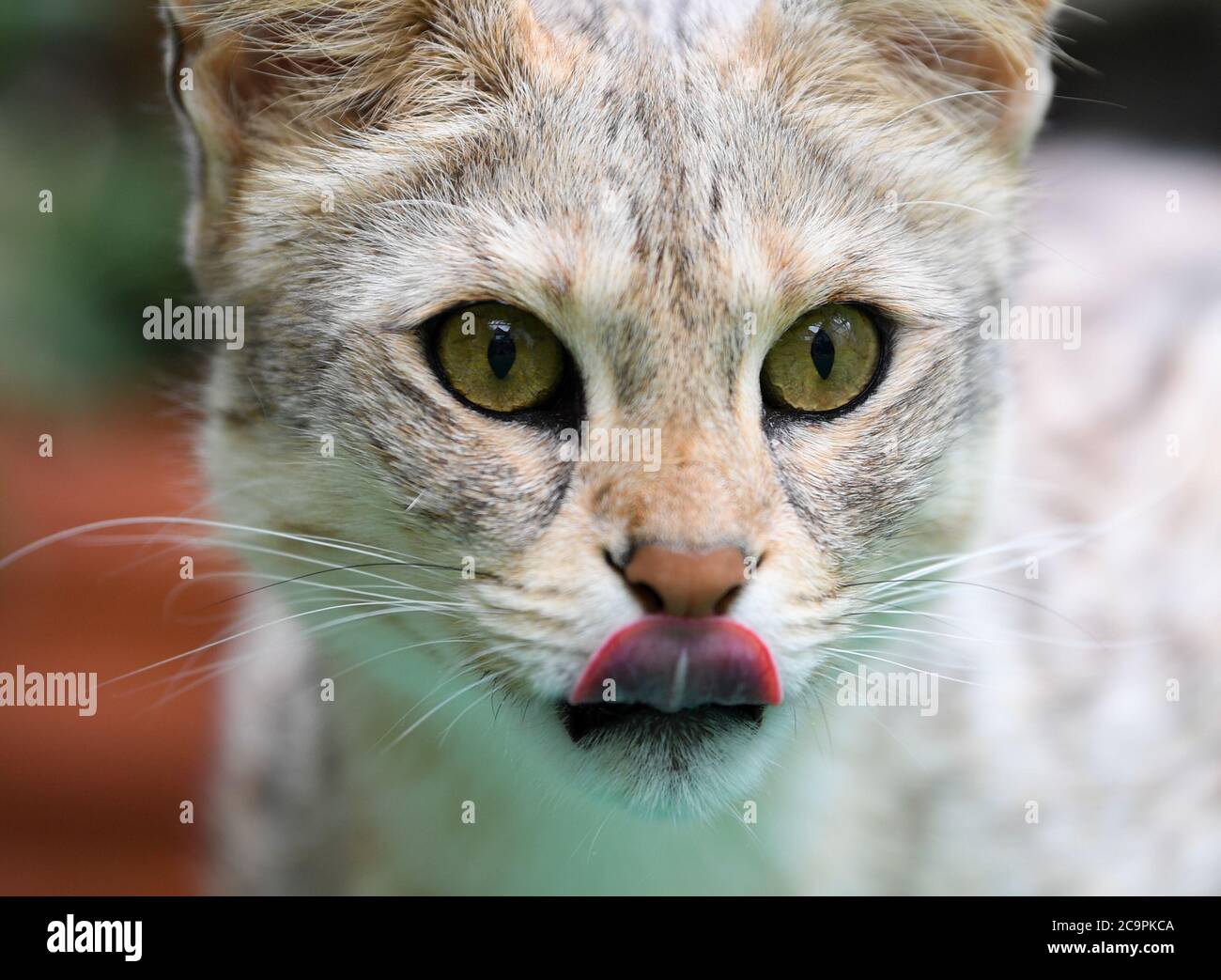 Cat attract on sale