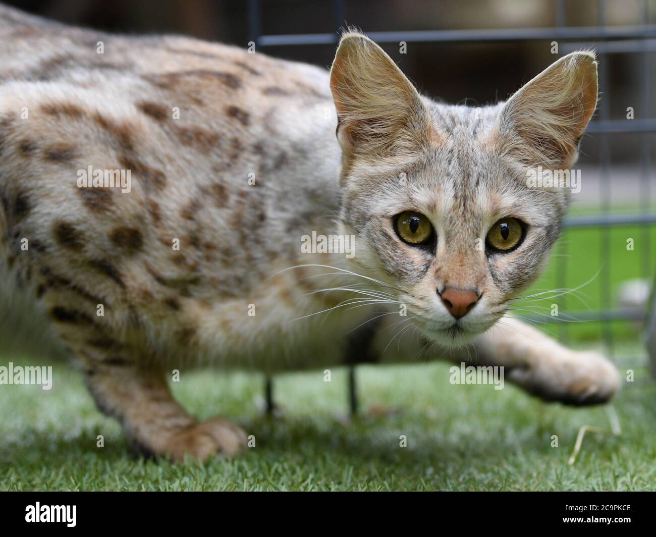 Fernwald Germany 10th July 2020 Savannah F1 Cat Nala Of The Breeder Sabine Haus And Angelo Kamm Looks Around The Enclosure The Couple Has Been Breeding Savannah Cats For Eight Years They