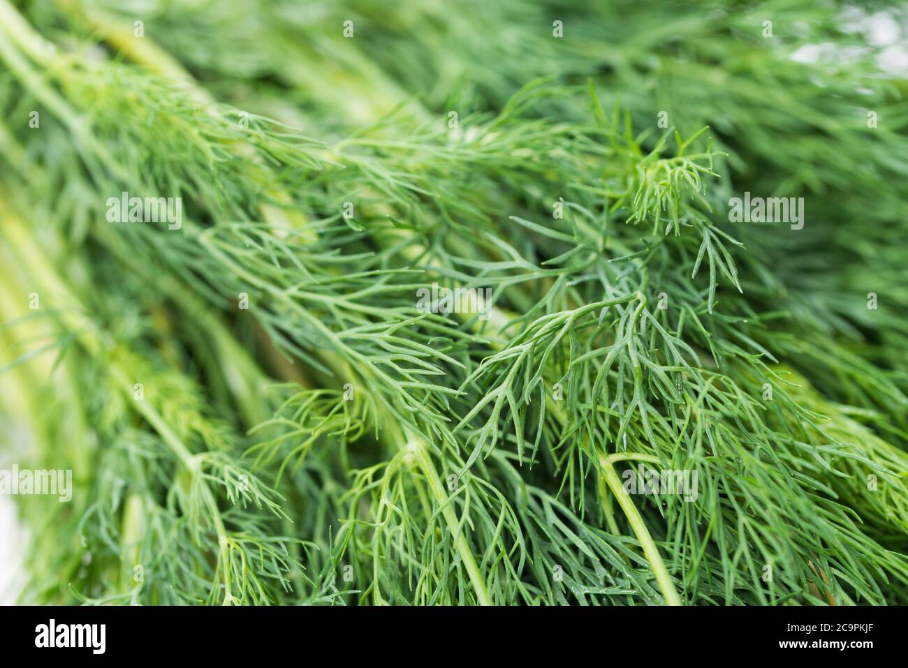 bunch of dill on plate macro selective focus Stock Photo