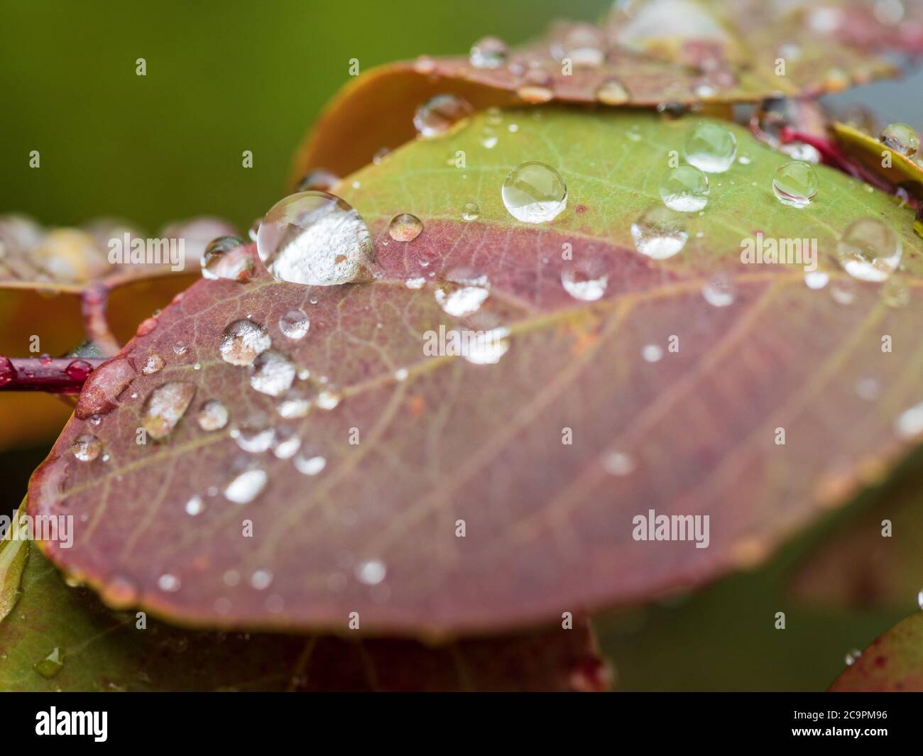 Water drops on a leaf, droplets covering the leaves surface of the Snow Bush, Breynia Nivosa Rosea, Australian Coastal Garden Stock Photo