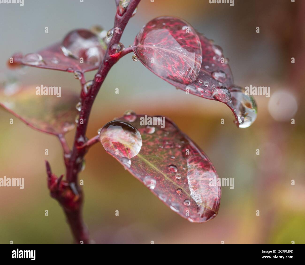 Water drops, macro of large droplets covering the wet red green leaves of the Snow Bush, fresh after heavy rain, Australian coastal garden Stock Photo