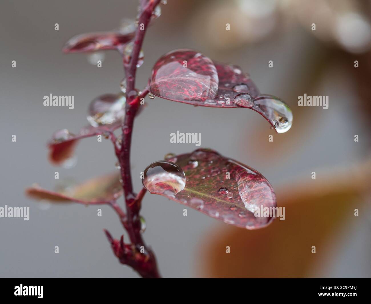 Water drops, macro of large droplets covering the wet red green leaves of the Snow Bush, fresh after the rain, Australian coastal garden Stock Photo