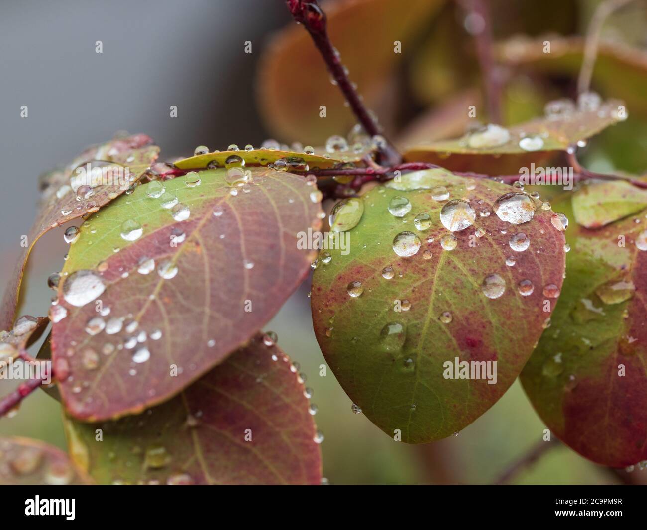 Closeup of Water droplets covering the colourful red and green leaves of the dripping wet Snow Bush, Breynia Nivosa Stock Photo