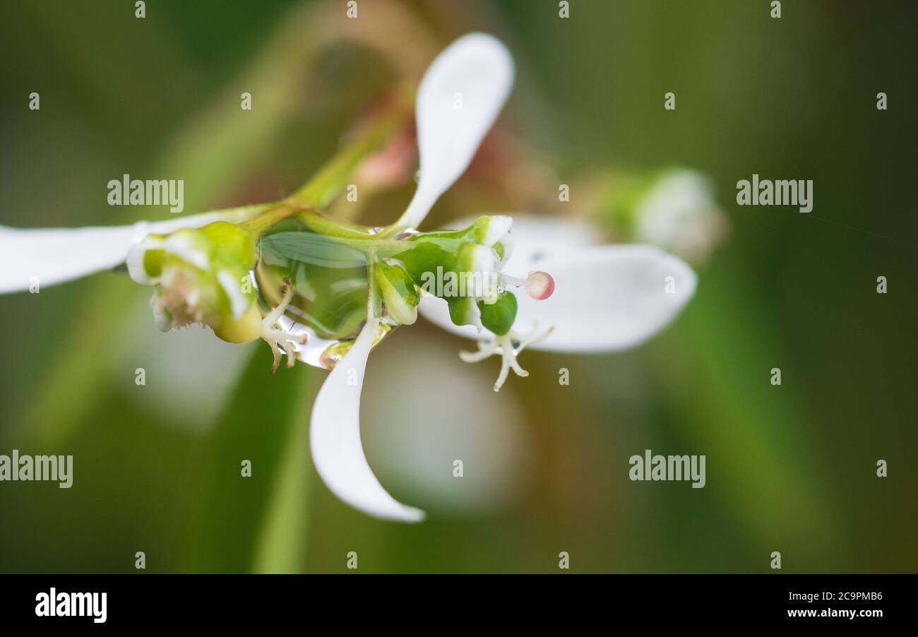 Dainty white Euphorbia Hip Hop with a large raindrop hanging from underneath Stock Photo
