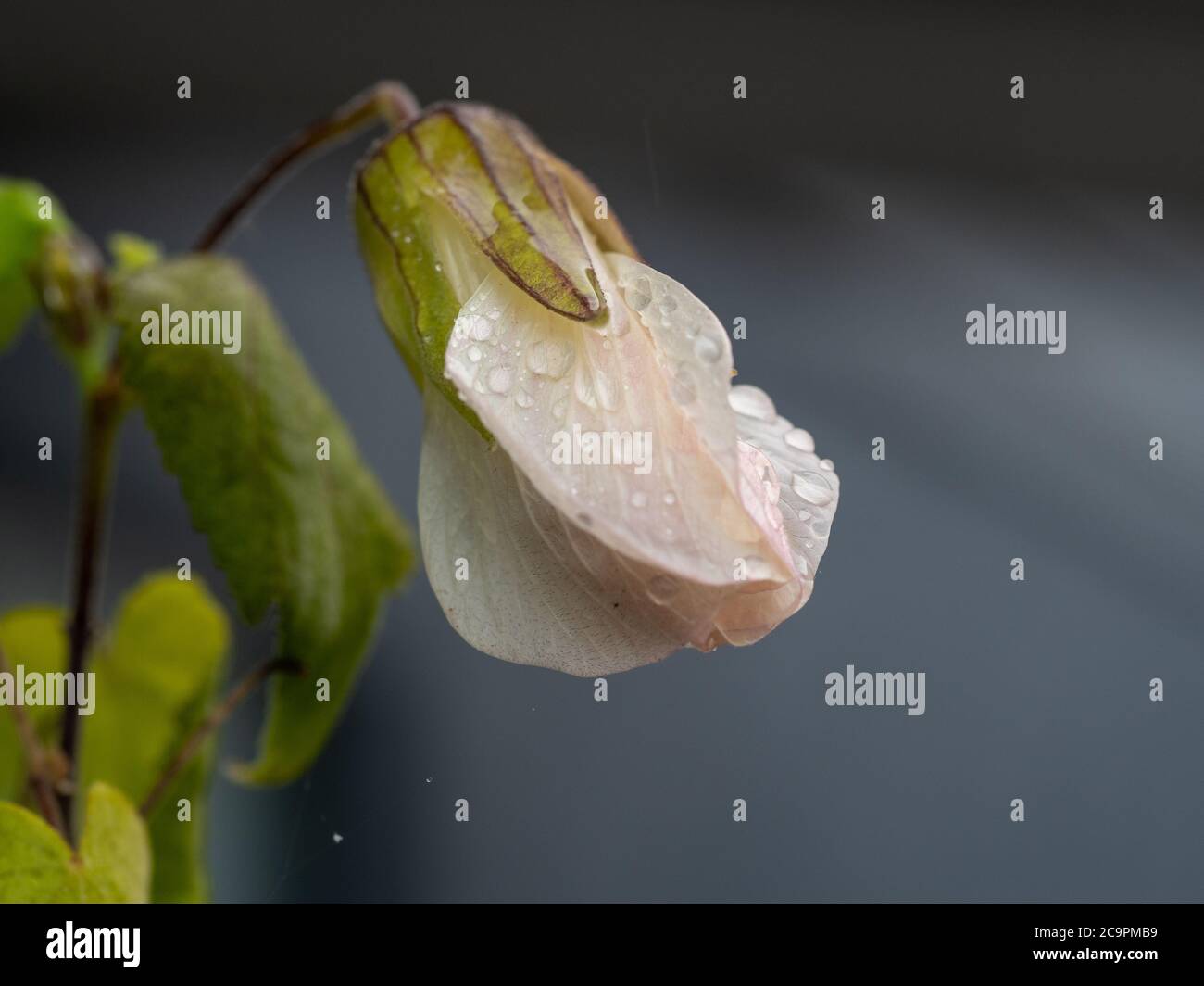 Flowers. Pale cream with a touch of pink or orange coloured Chinese Lantern plant flower bud, petals wet from rain, on a blurred blue grey background Stock Photo