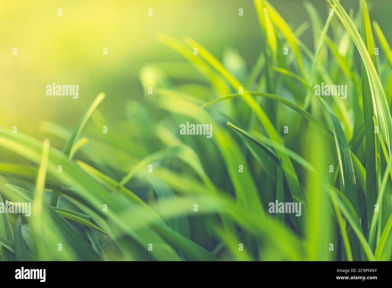 Beautiful sunny green plant hi-res stock photography and images - Alamy