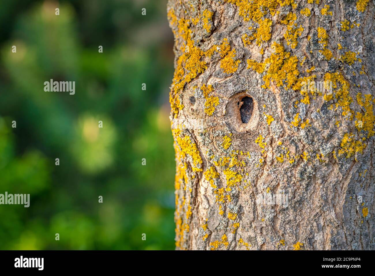 Tree trunk isolated from nature background. Abstract ecology concept. Stock Photo