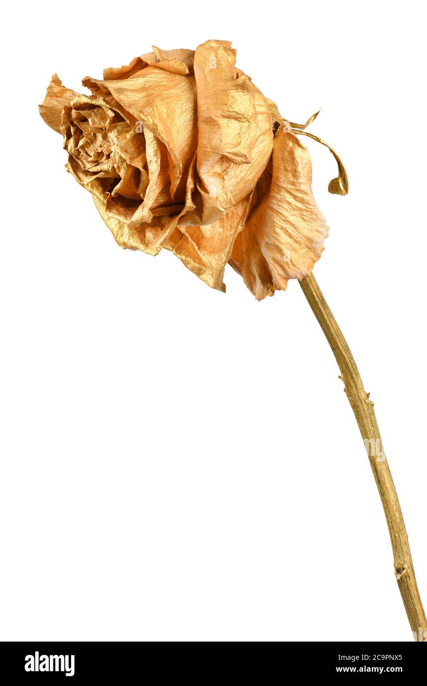 Dried roses hi-res stock photography and images - Alamy