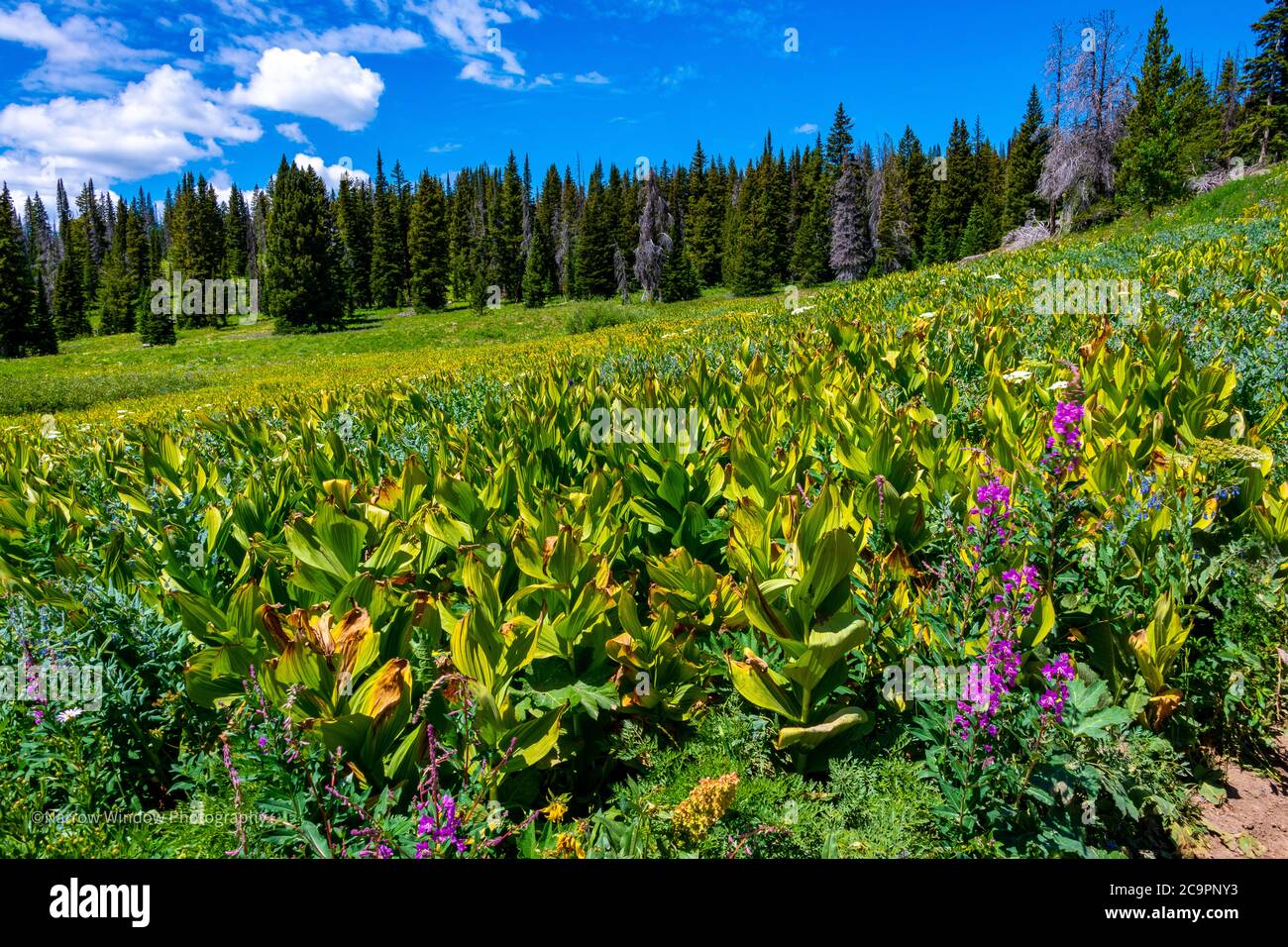 Wildflowers and Rabbit Ears Rock Formation Stock Photo