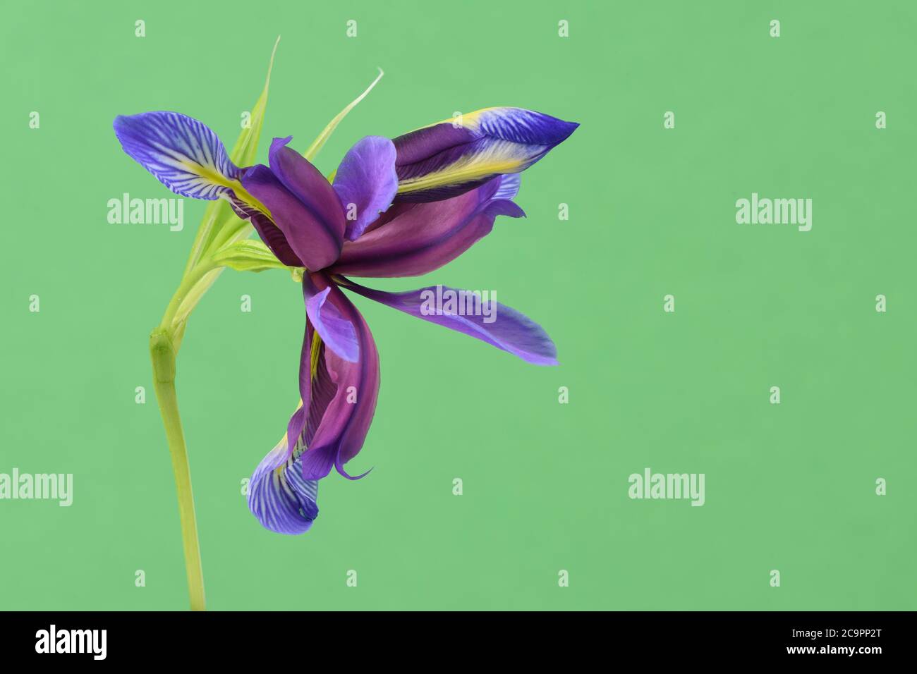 Purple flower of Iris graminea isolated on green background. High resolution photo. Full depth of field. Stock Photo