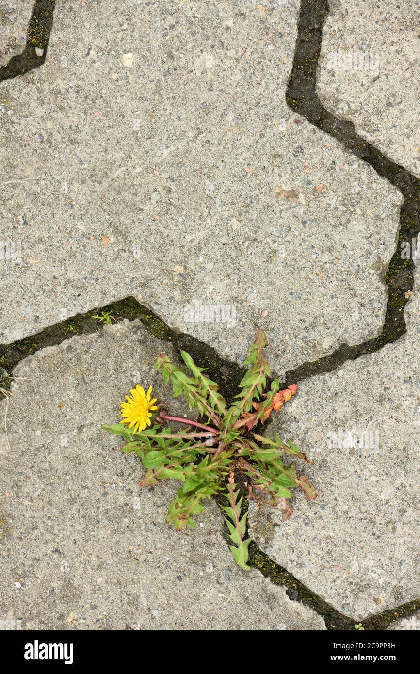 Pavement dandelion hi-res stock photography and images - Alamy