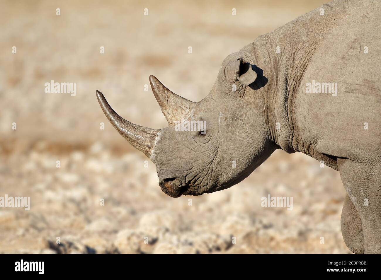 Portrait of a black rhinoceros (Diceros bicornis), Etosha National Park, Namibia Stock Photo