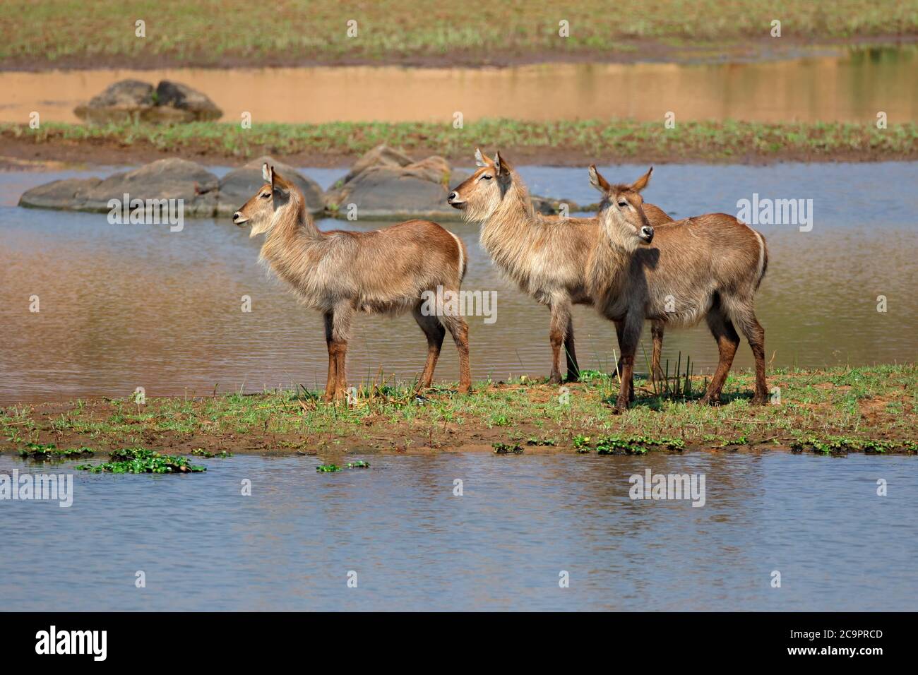 female-waterbuck-in-kruger-national-park-hi-res-stock-photography-and