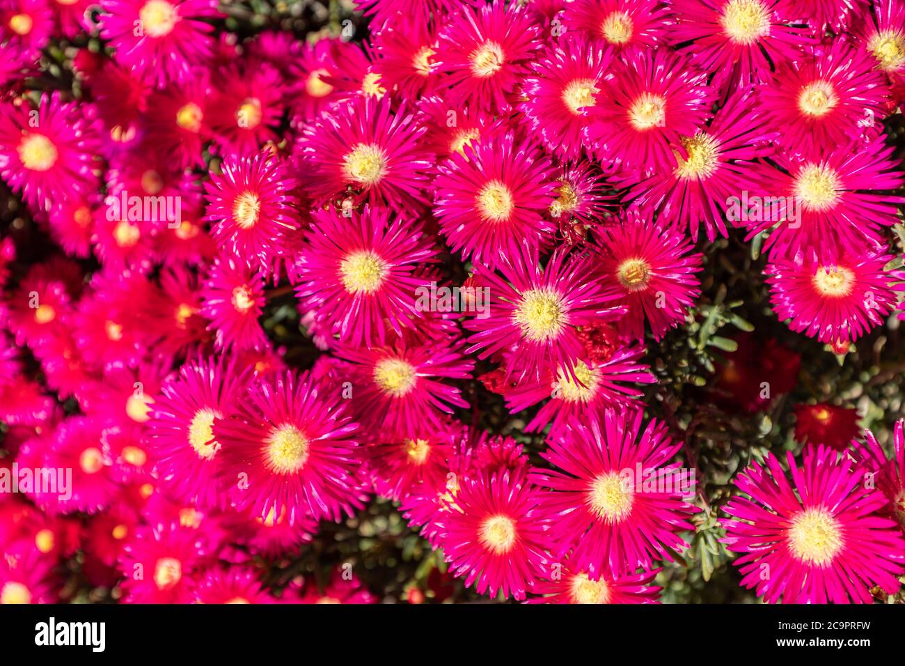 Lilac flowers abstract background. Close up view of purple chrysanthemum on white background Stock Photo