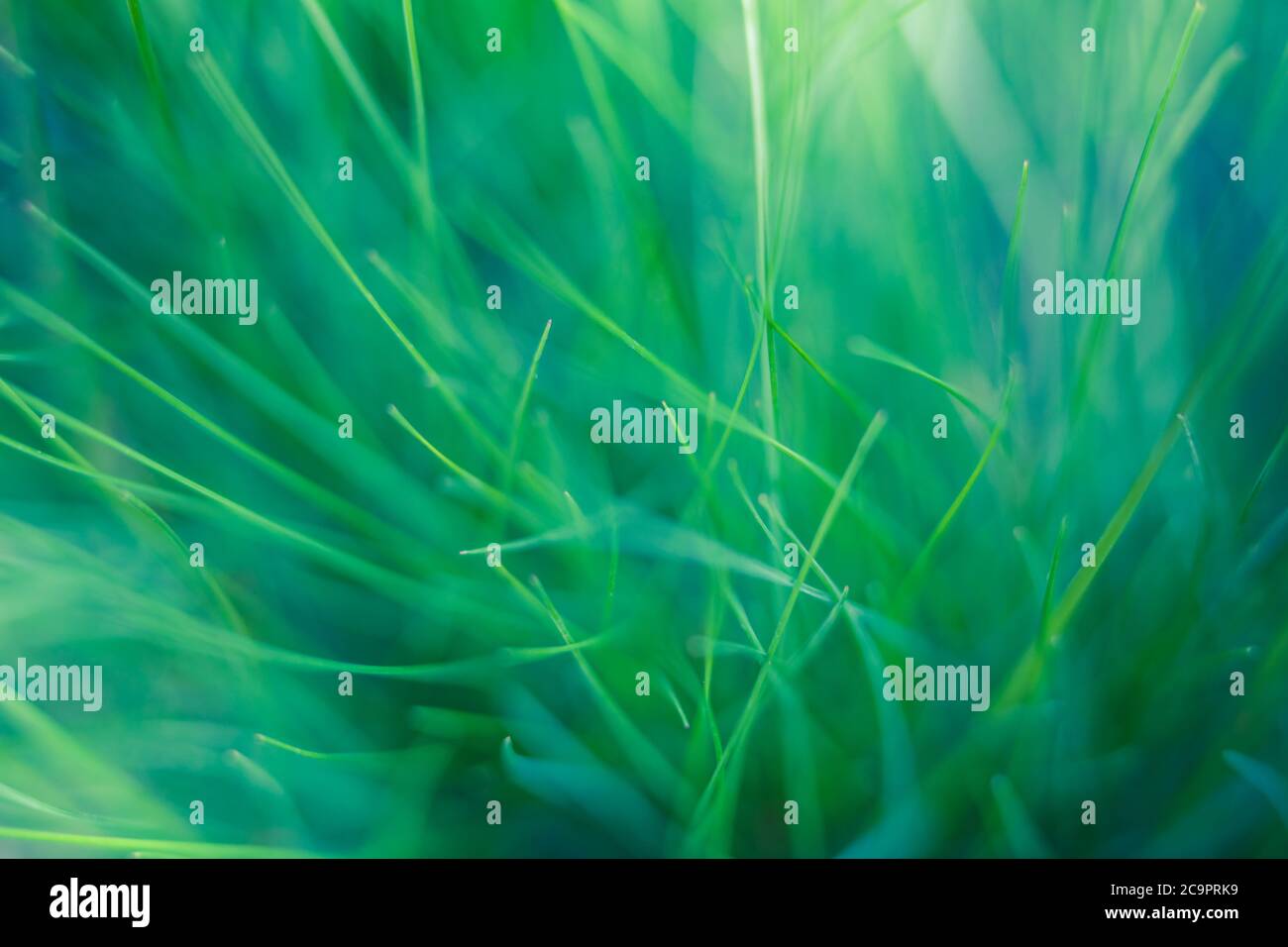 Spring summer background with green grass. Closeup of fresh green grass ...