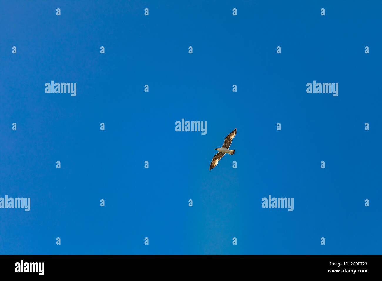 Ring billed seagull. Seagull flying in dramatic cloudy sky Stock Photo