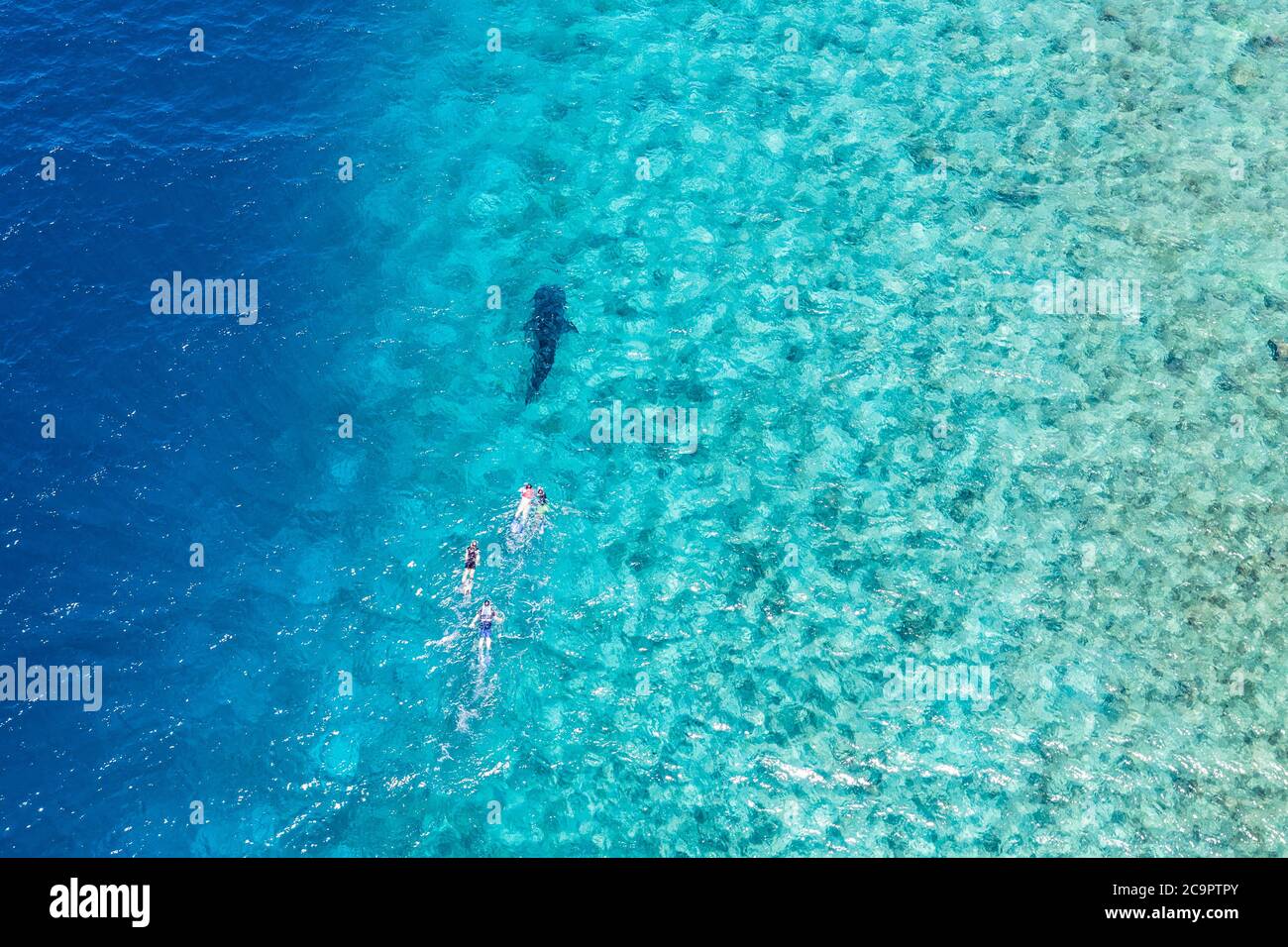 People snorkeling with a whale shark. Amazing aerial view, Indian ocean lagoon coral reef, Maldives islands luxury recreational water sport activity Stock Photo