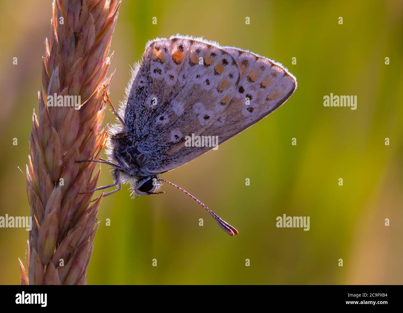 A beautiful Brown Argus butterfly resting o a head of grass seeds. Stock Photo