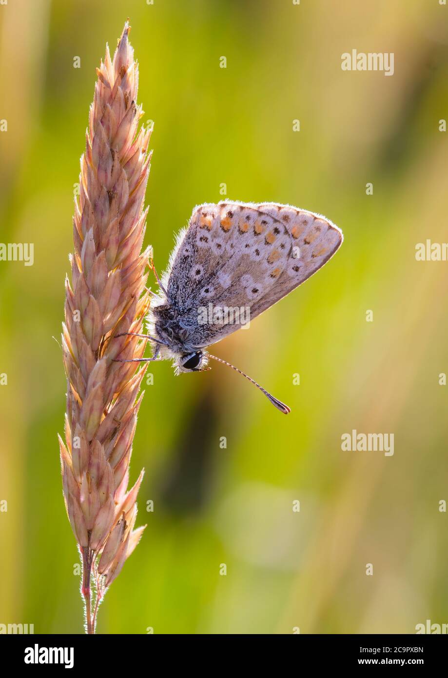 A beautiful Brown Argus butterfly resting o a head of grass seeds. Stock Photo