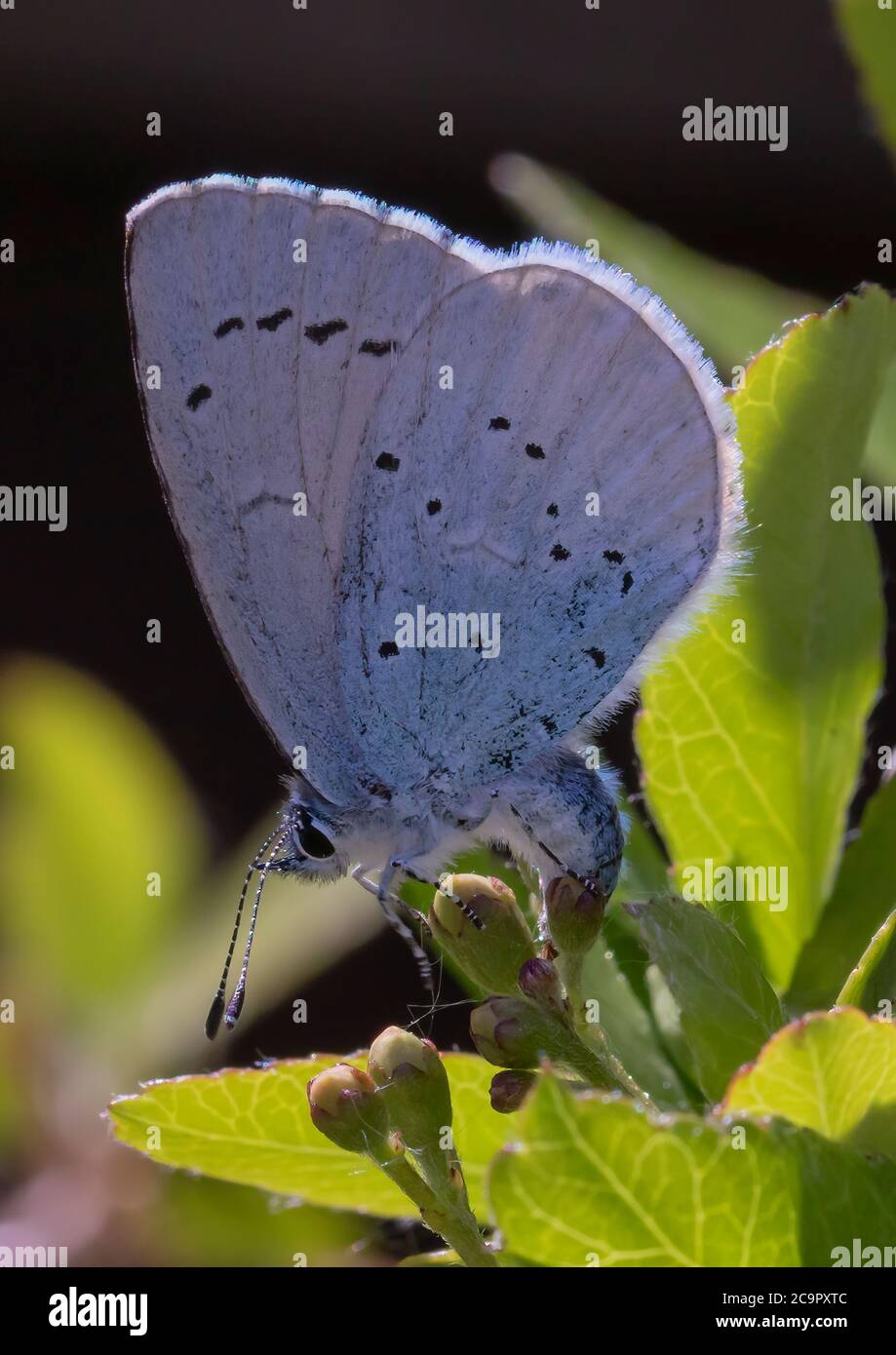 Flying insects laying eggs hires stock photography and images Alamy