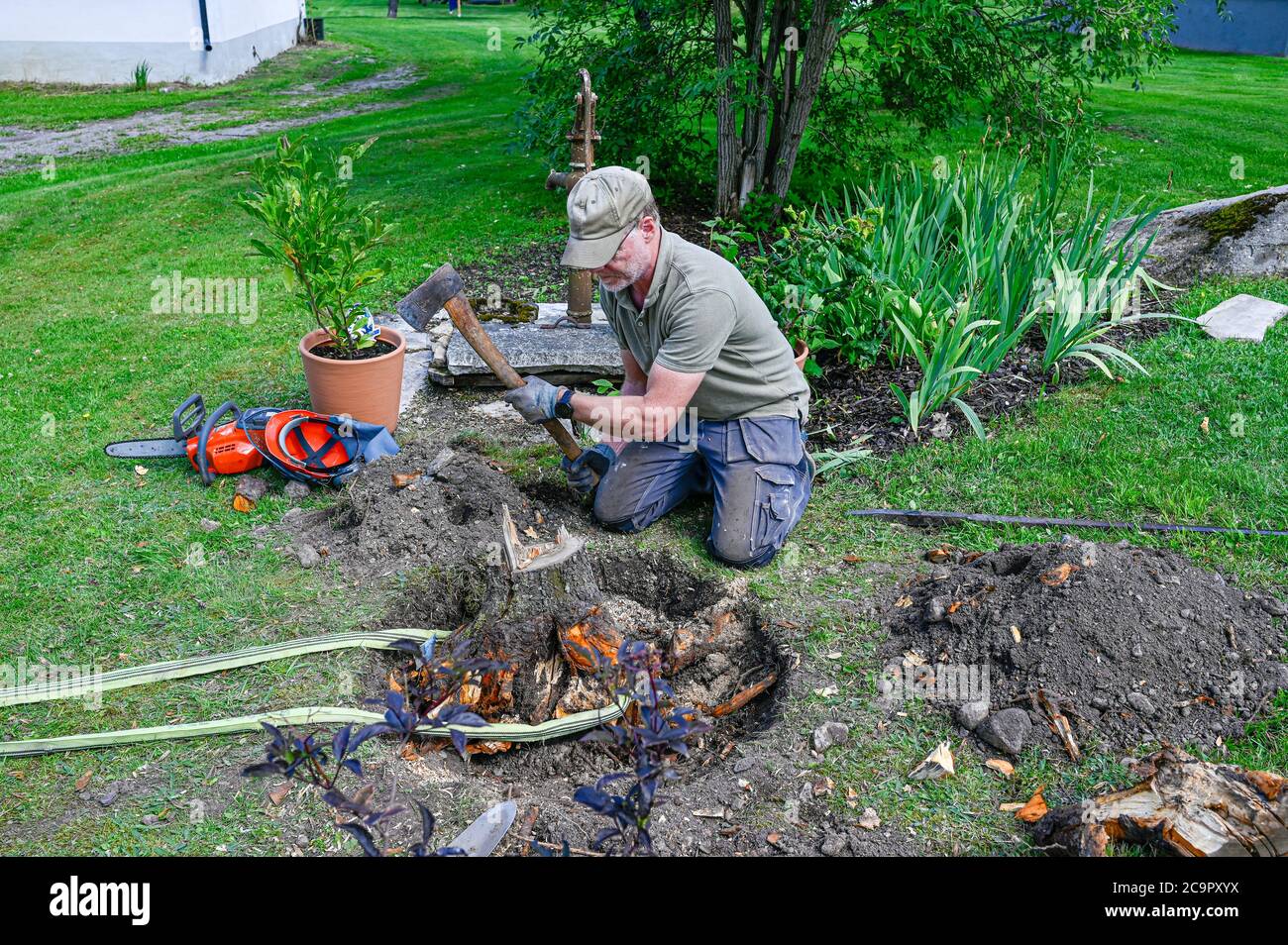 man working har in garden with roots and stump Stock Photo