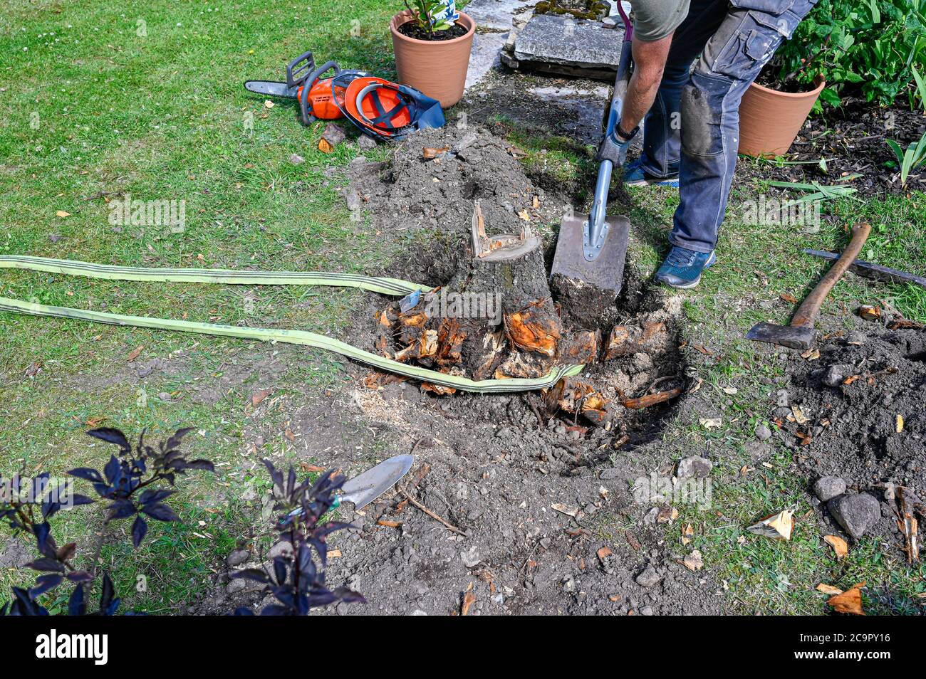 man working har in garden with roots and stump Stock Photo