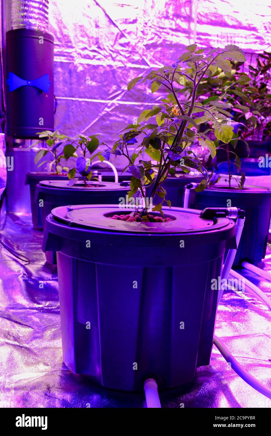 Aquaponics setup with phyto lamps which give strange red light. Vegetables growing in soilless substrate, structural details of the setup. Stock Photo