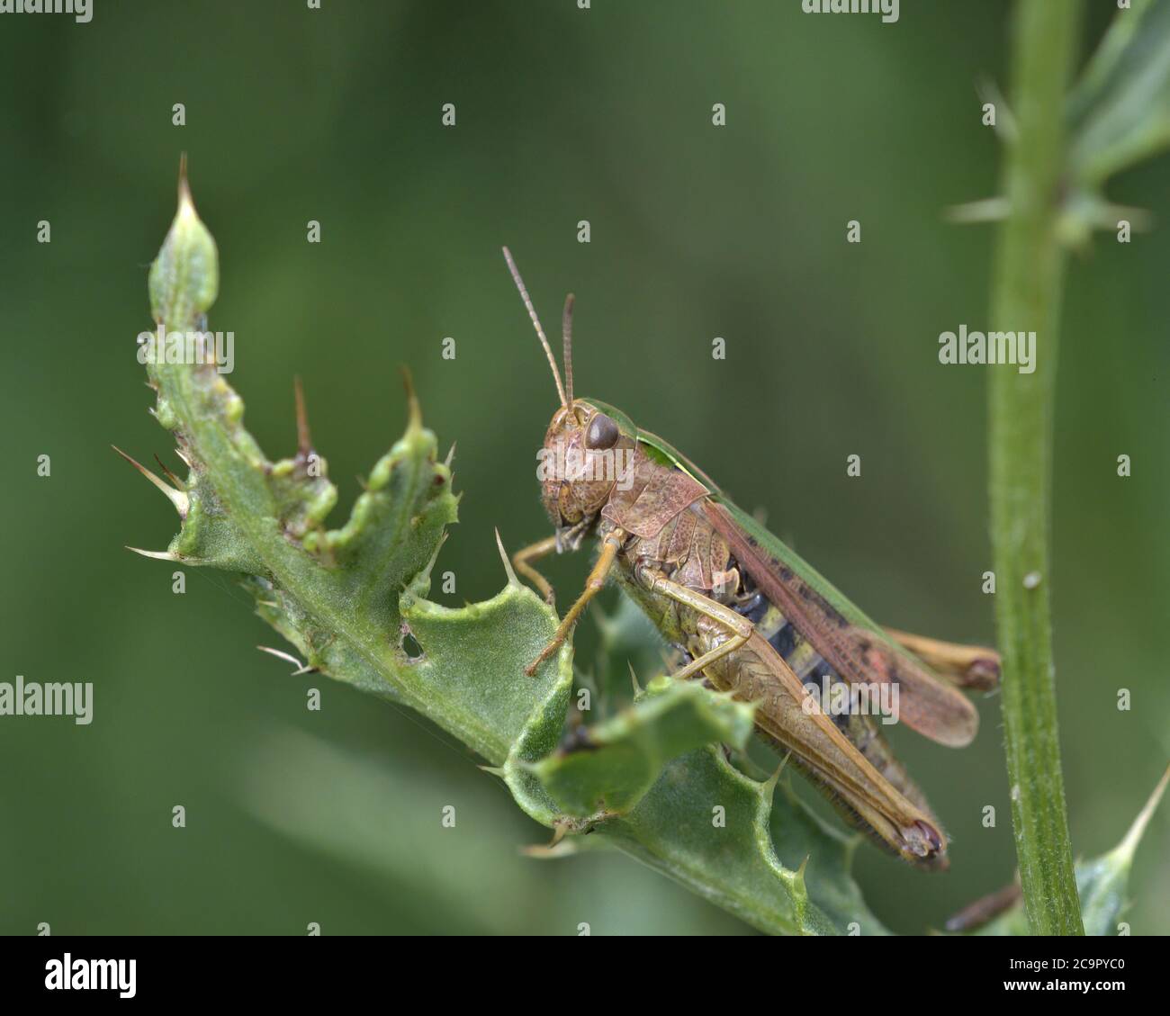 common green grasshopper ,  Omocestus viridulus Stock Photo