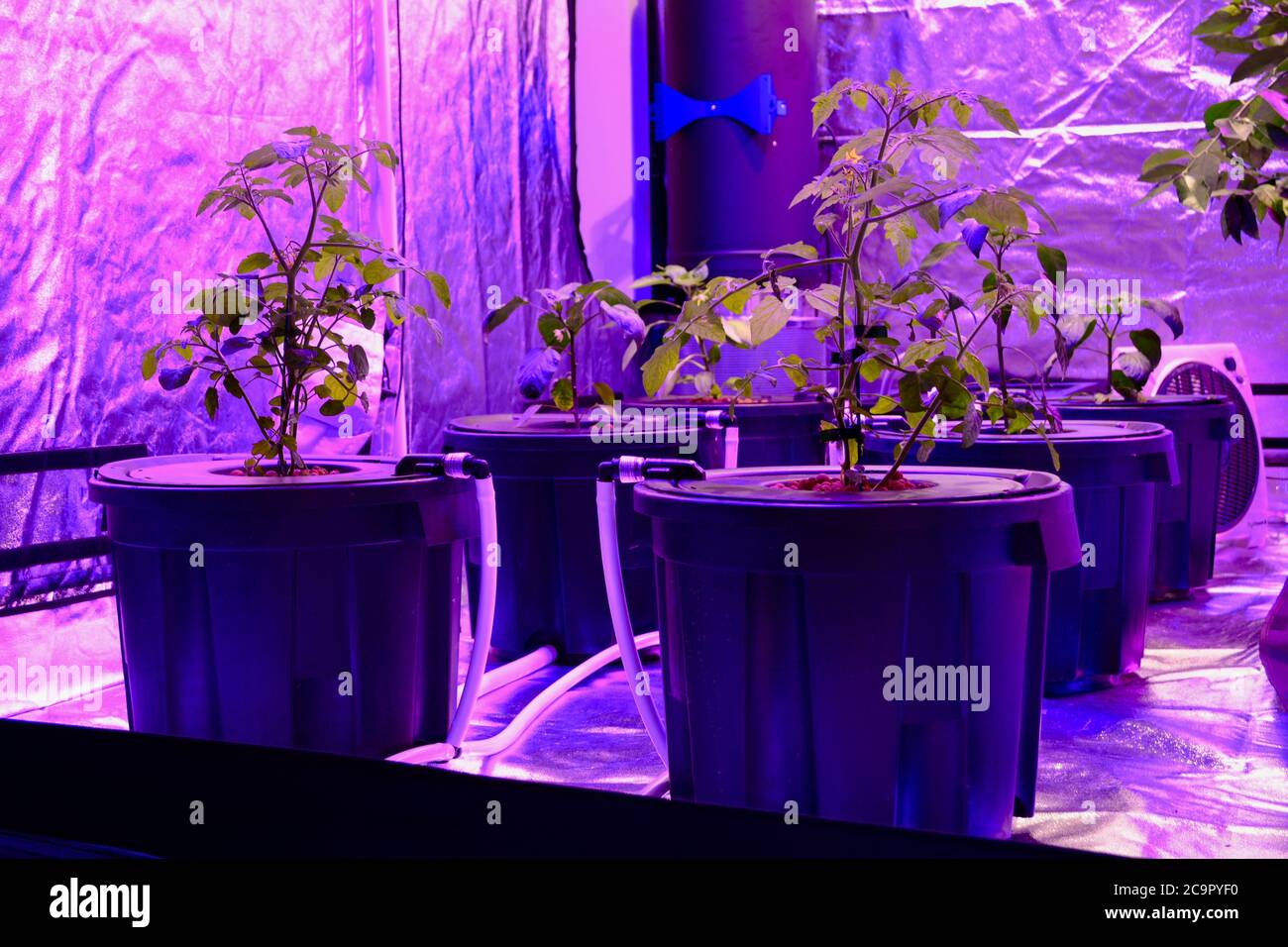 Aquaponics setup with phyto lamps which give strange red light. Vegetables growing in soilless substrate, structural details of the setup. Stock Photo