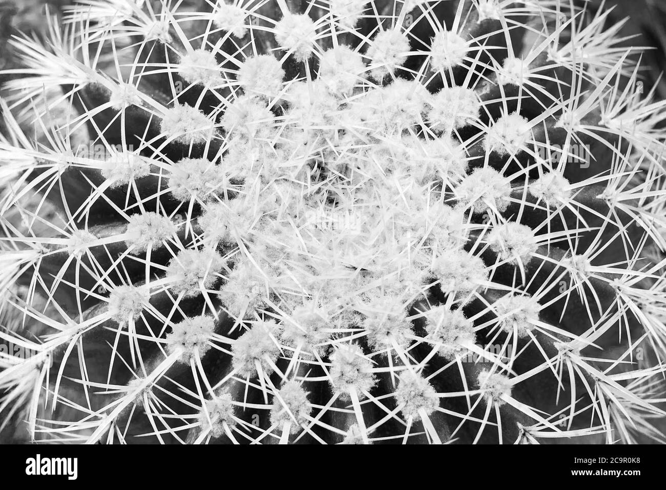 big cactus top view close-up macro , monochrome Stock Photo