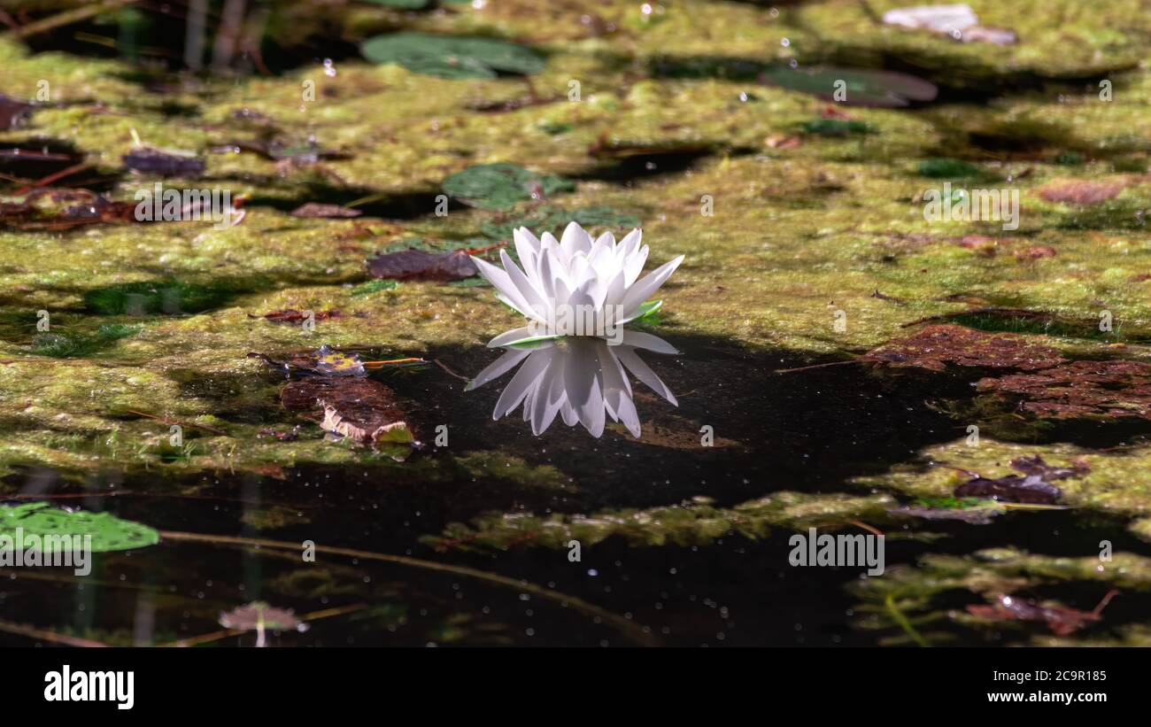 wasser, blume, lilie, teich, lotos, natur, see, weiß, green, pflanze Stock Photo