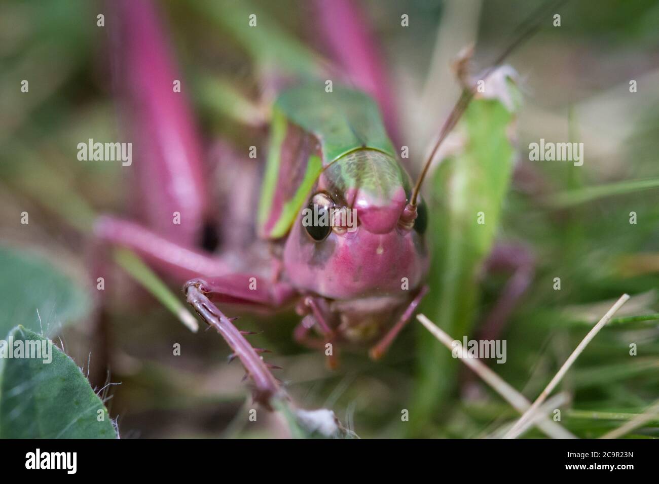 Common wart-biter, female (Decticus verrucivorus) Stock Photo