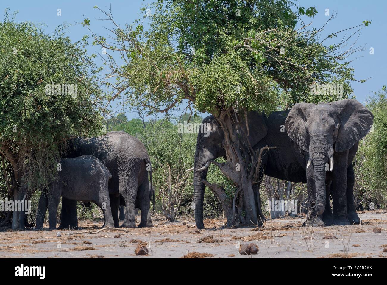 Group of elephants in the shade of trees on the Chobe River in Botswana Stock Photo