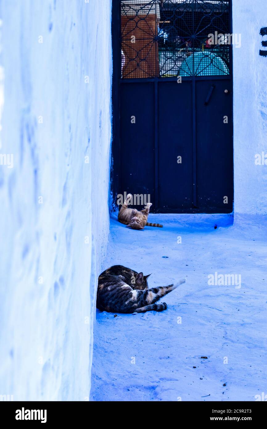 Cats in Chefchaouen Stock Photo