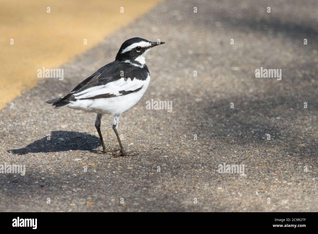 African Pied Wagtail (Motacilla aguimp) standing in the road in Kruger, South Africa with bokeh Stock Photo