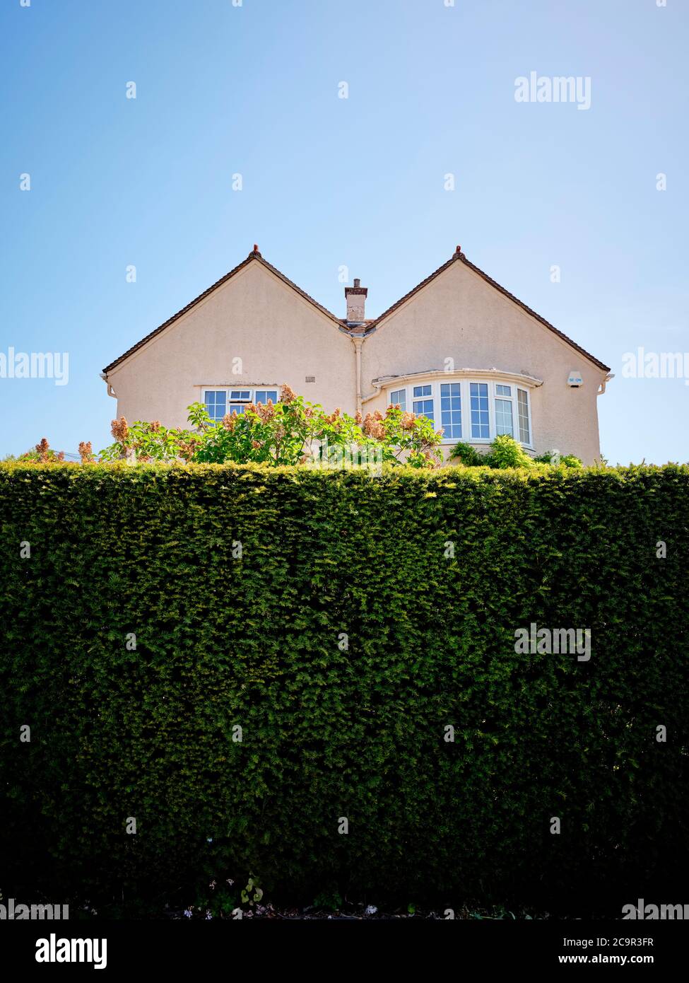 M Shaped / Double Pitched / Double Gabled Roof suburban house architecture hidden property behind a high green garden hedge with blue sky. Stock Photo