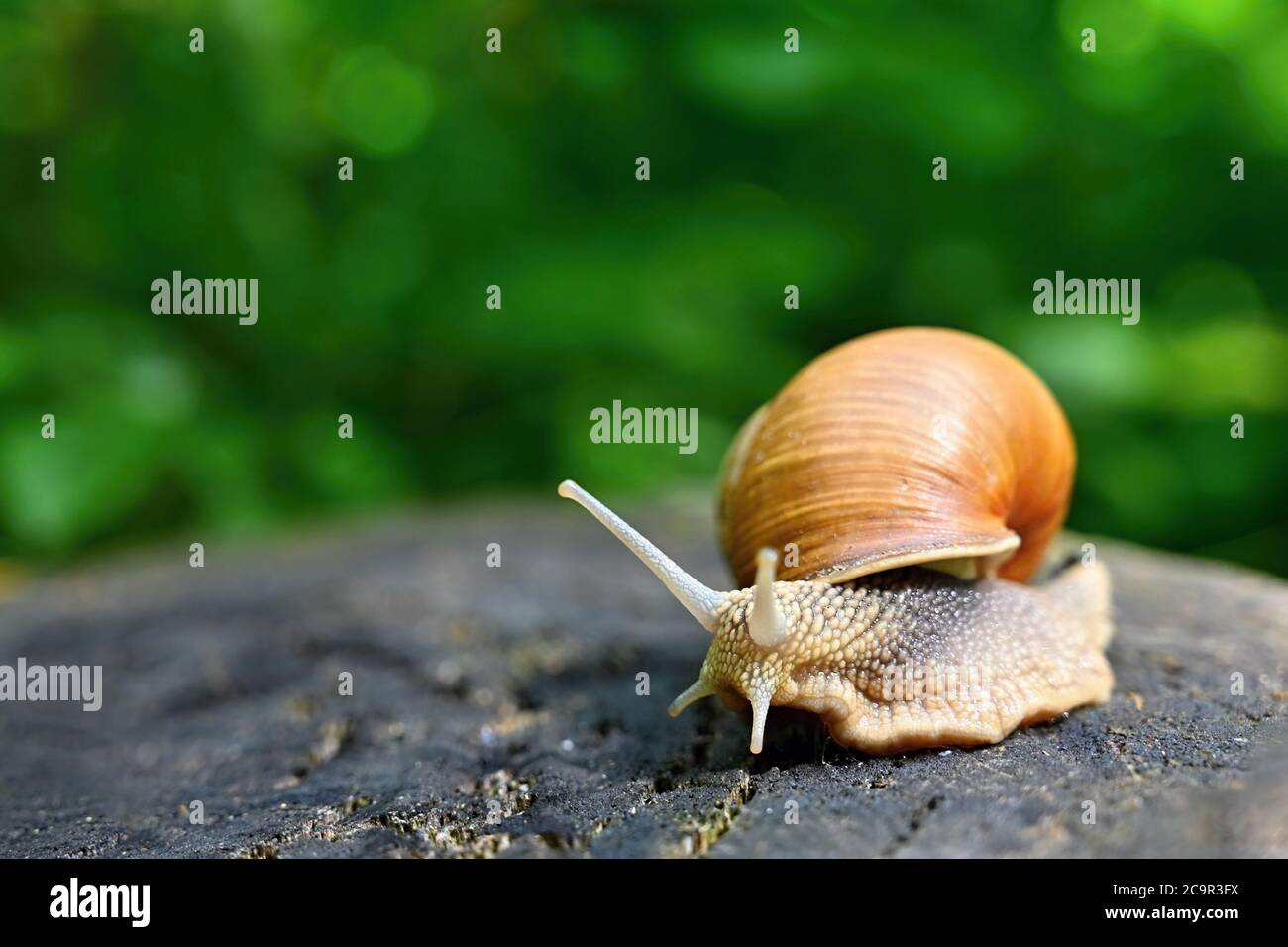 Snail Shot Snails tree macro shot hi-res stock photography and images - Alamy