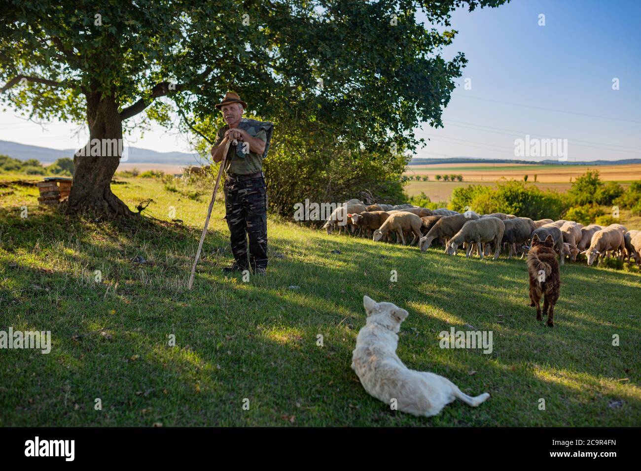 Portrait of a Hungarian shepherd from the countryside with his shepherd dogs Stock Photo