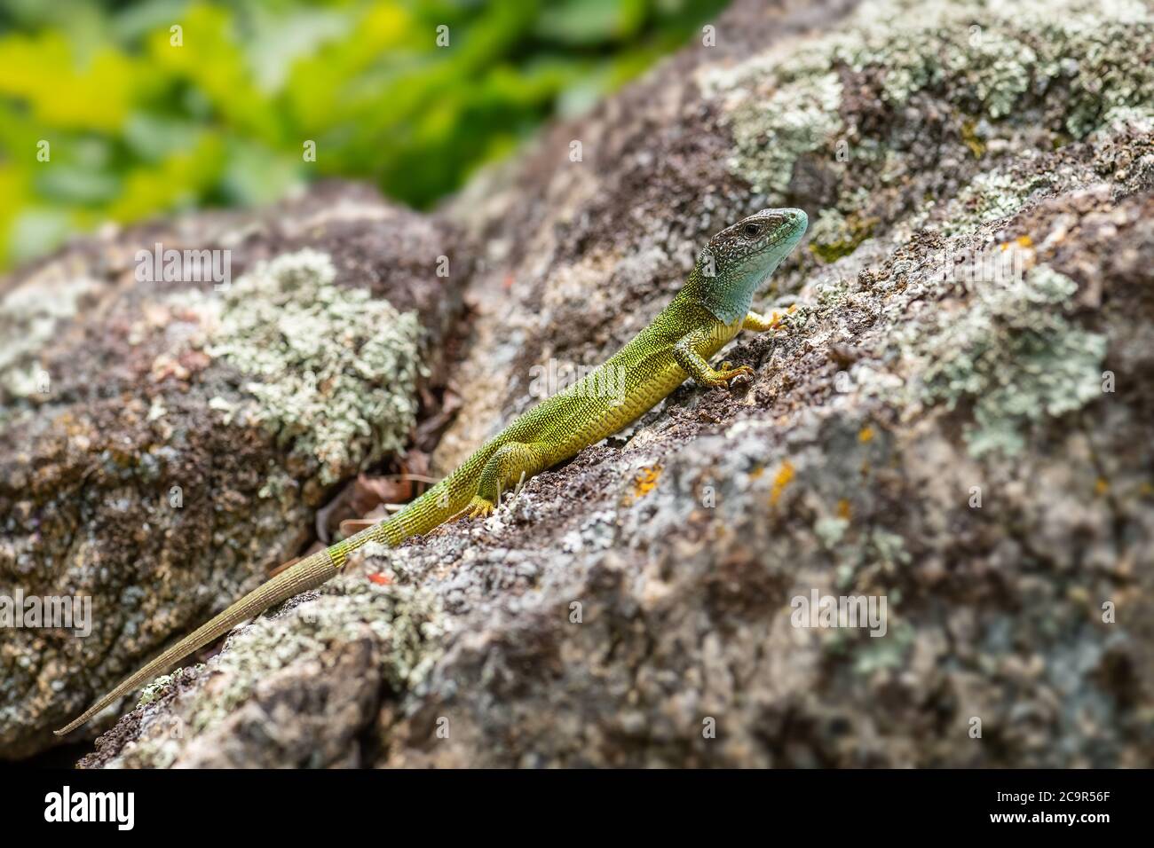 Green Lizard - Lacerta viridis, Croatia, beautiful small lizard from European meadows and grasslands, Pag island, Croatia, Europe. Stock Photo
