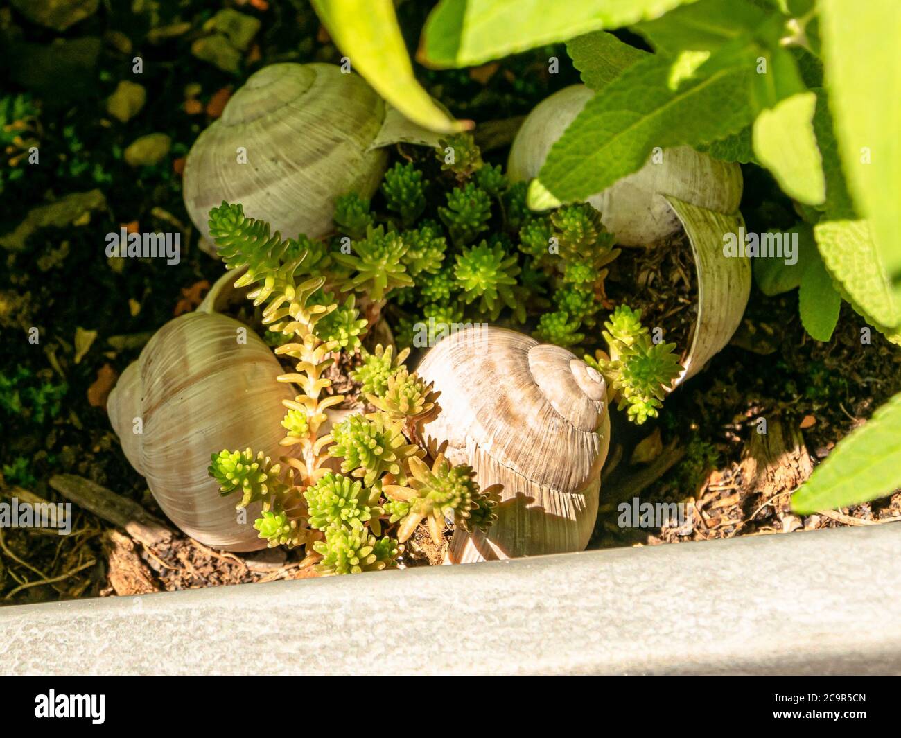 Snail shells hires stock photography and images Alamy