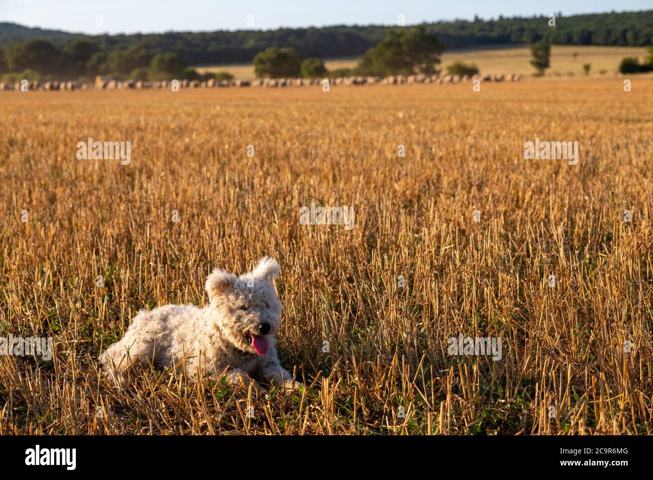 Pumi shepherd dog with the sheep in the distance in rural Hungary Stock Photo