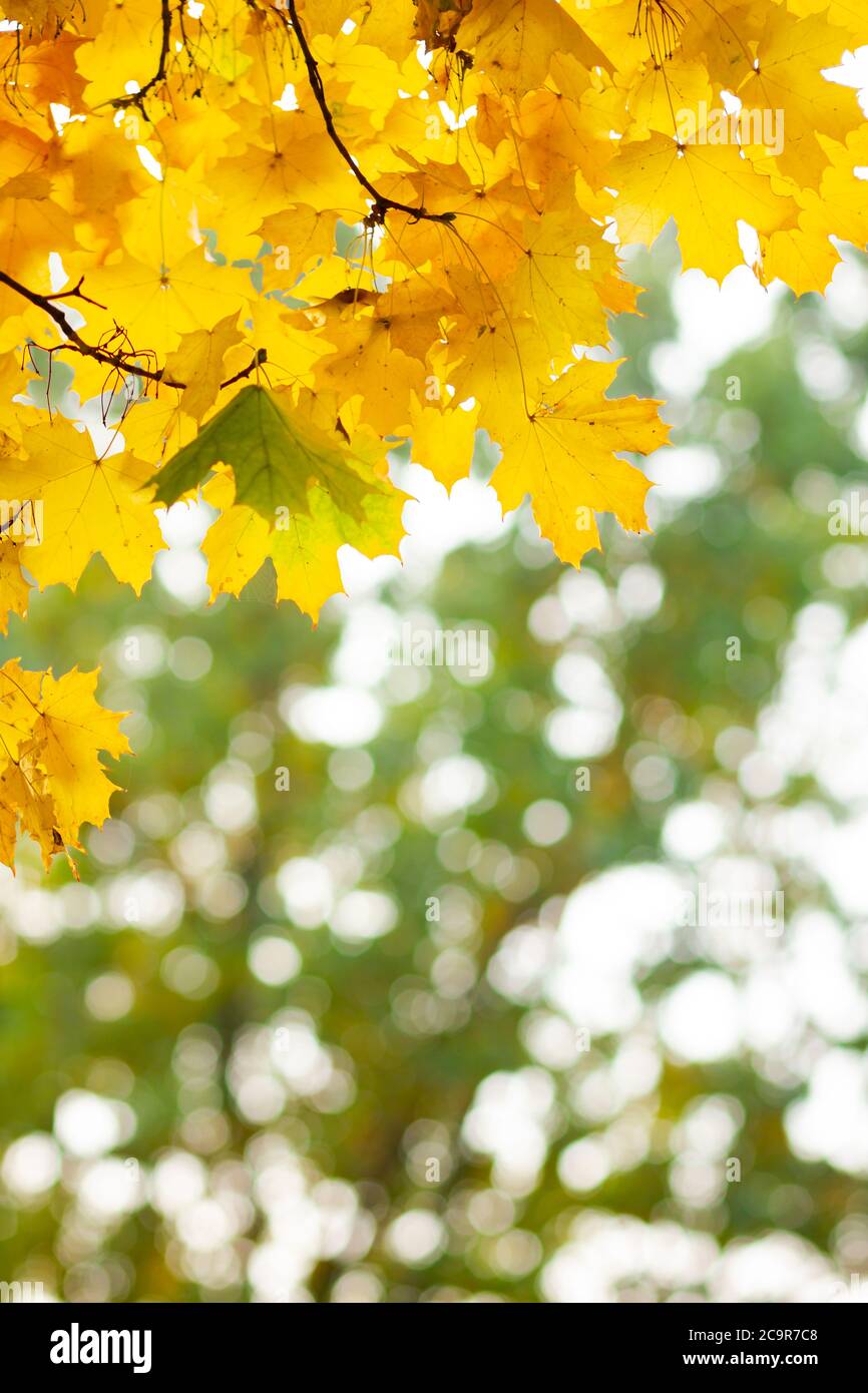 Autumn background. Tree branch with maple leaves on a blurred ...