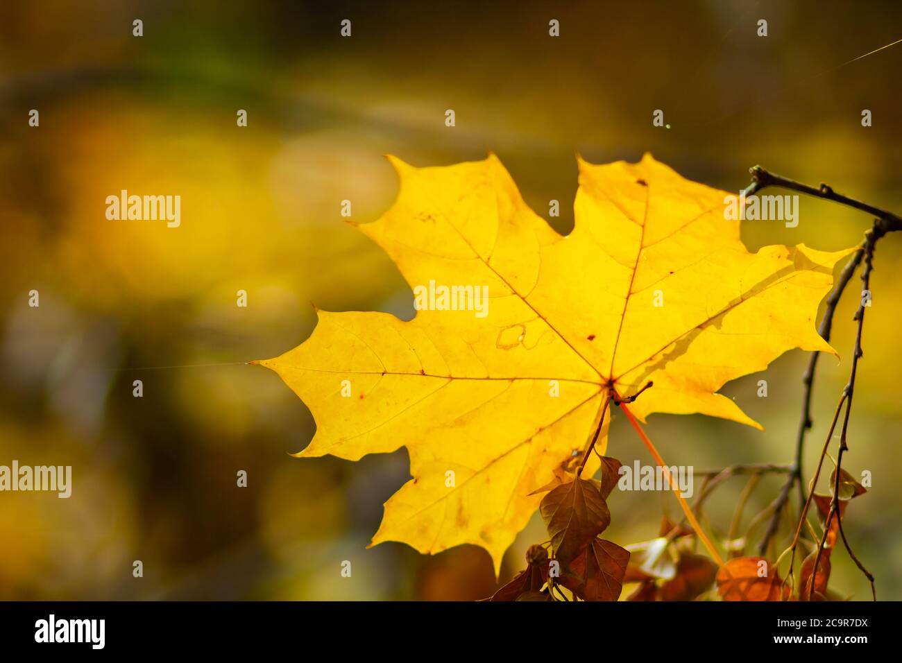 Autumn background. Tree branch with maple leaves on a blurred ...