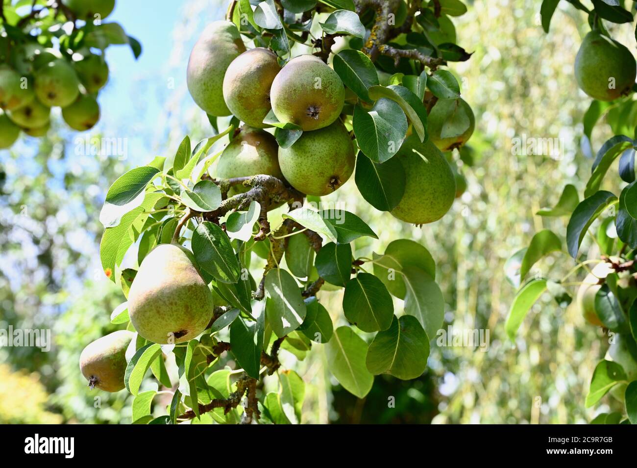 Pear tree laden with fruit. Sidcup, Kent. UK Stock Photo
